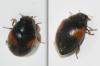 Scymnus interruptus